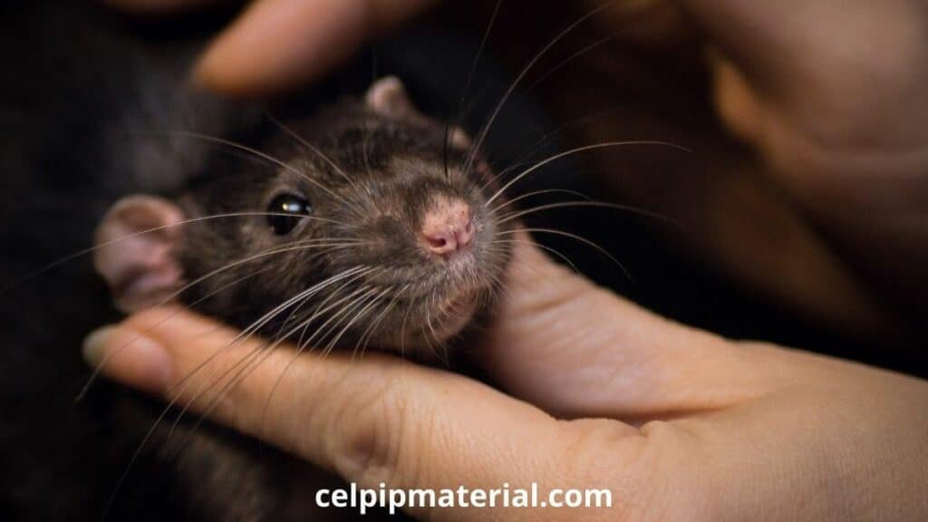 Experimentation on Animals Survey CELPIP Writing