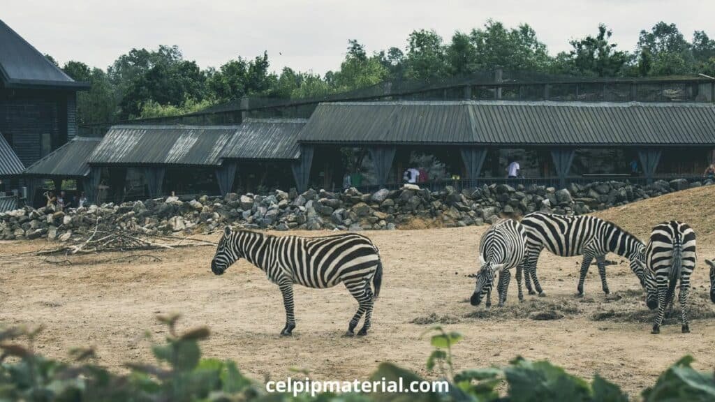 Closing Main City Zoo Survey CELPIP Writing